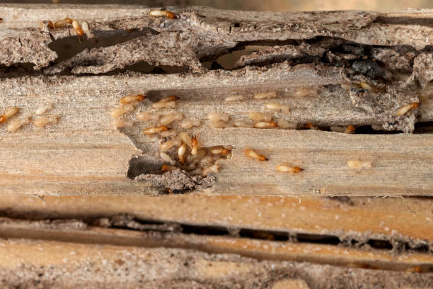 Best Flea Control Services  in Mount Pocono, PA