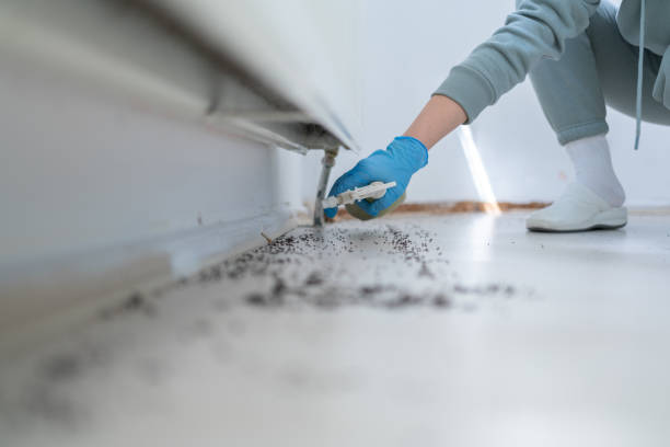 Wasp Removal Services in Mount Pocono, PA